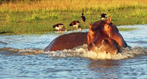 hippo-prepares-to-charge-at-selous-game-preserve