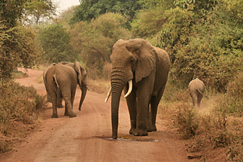 anzania178-lakemanyaranationalpark-elephant