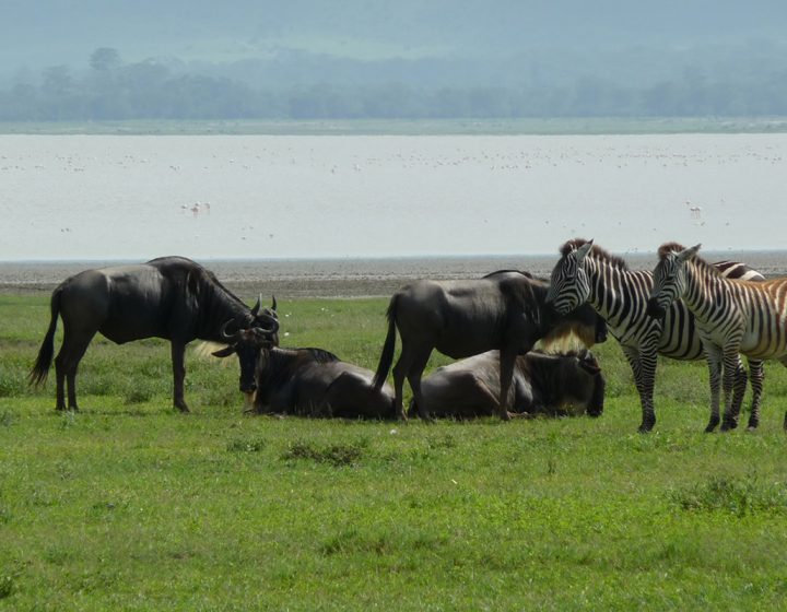 Serengeti National Park Tours