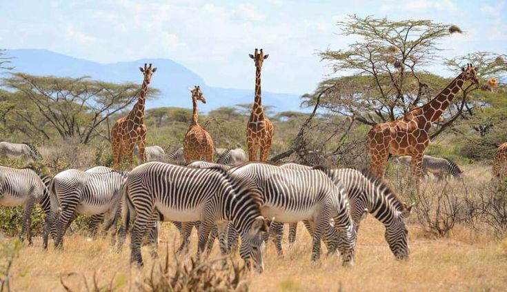 Domestic Tourism Safaris | Kenya