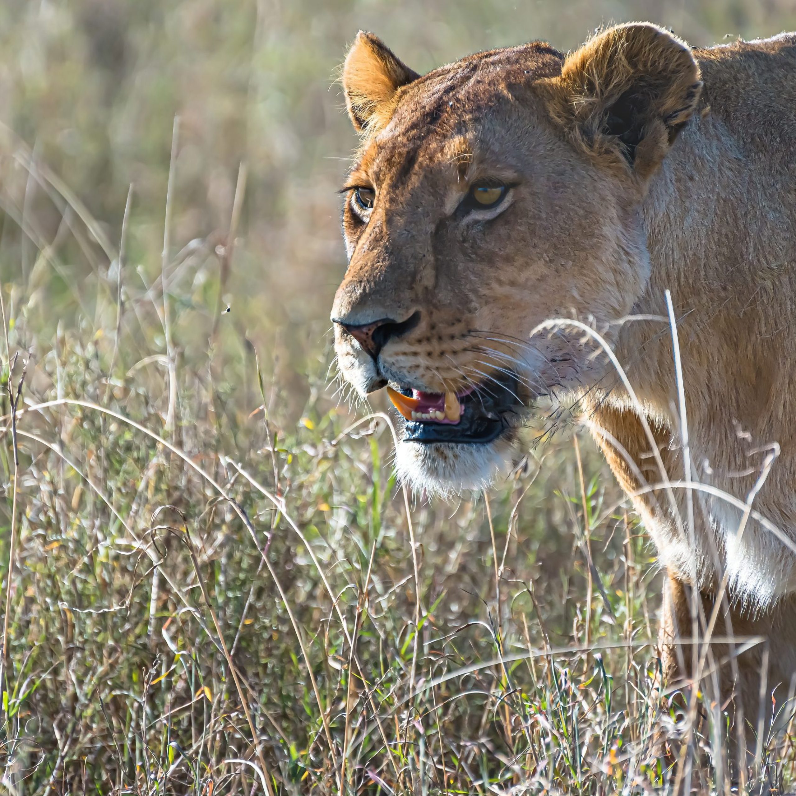 An angry female lion looking for prey in a grass field in the wilderness