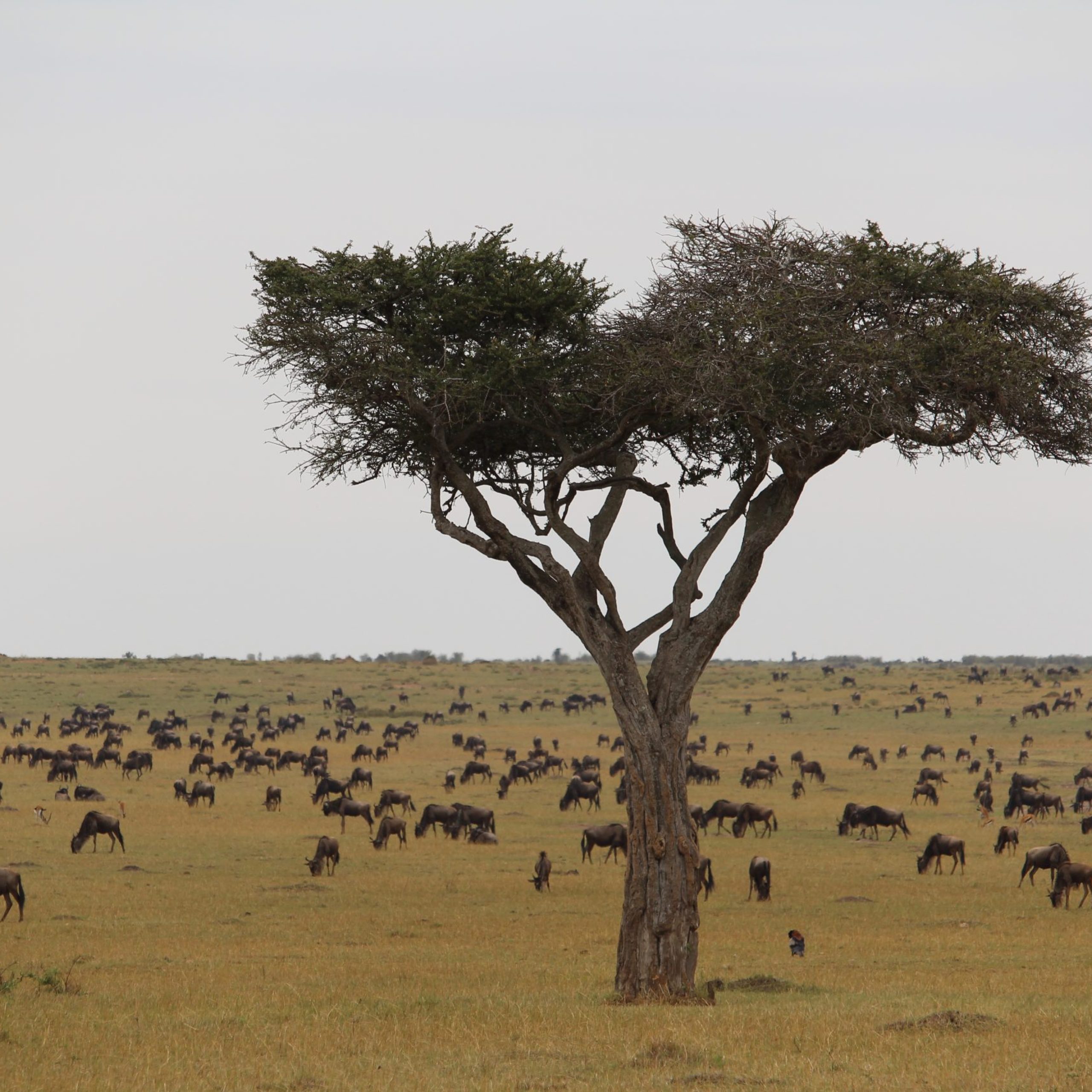 animal-landscape-against-clear-sky