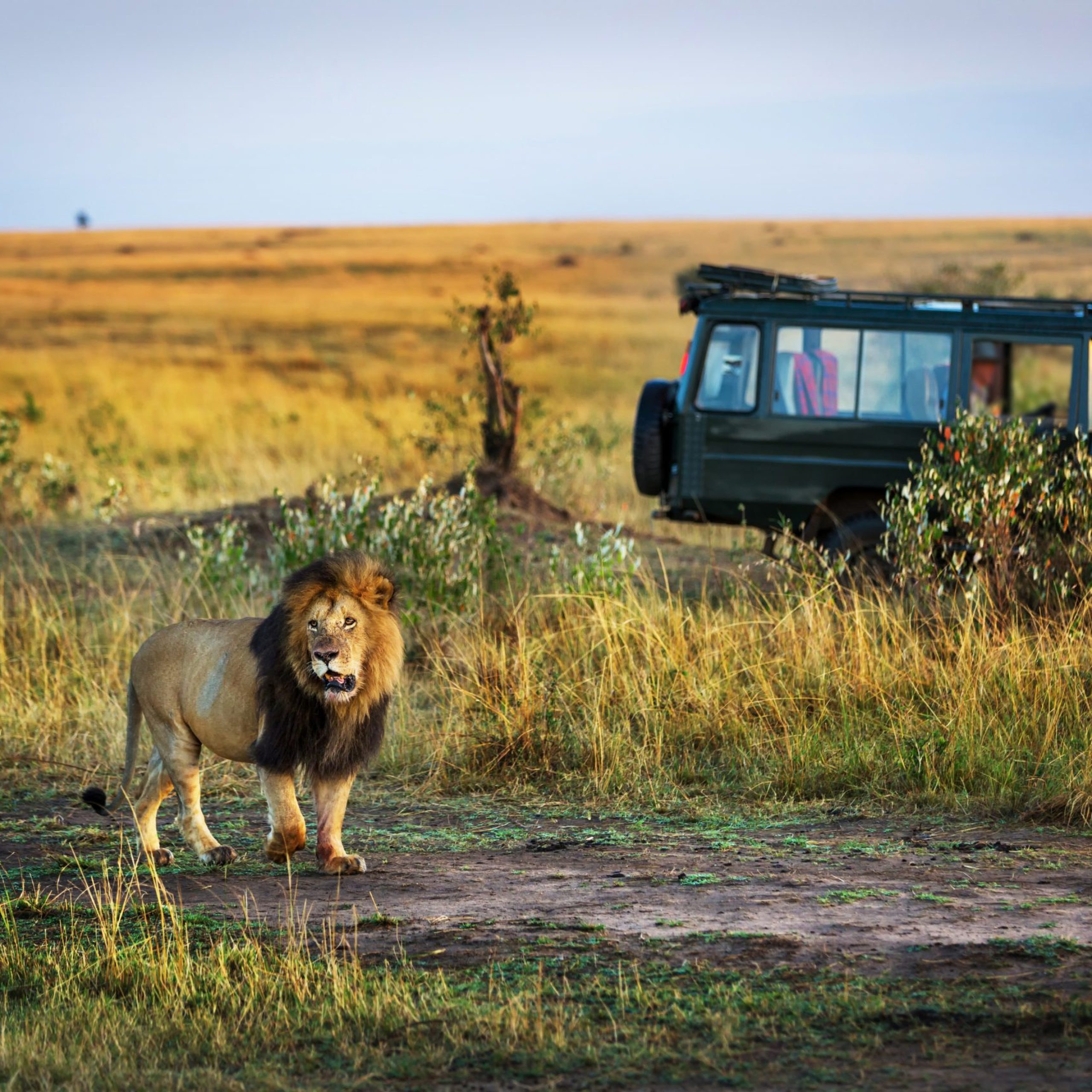 Beautiful lion with a safari car in the background in Kenya, Africa