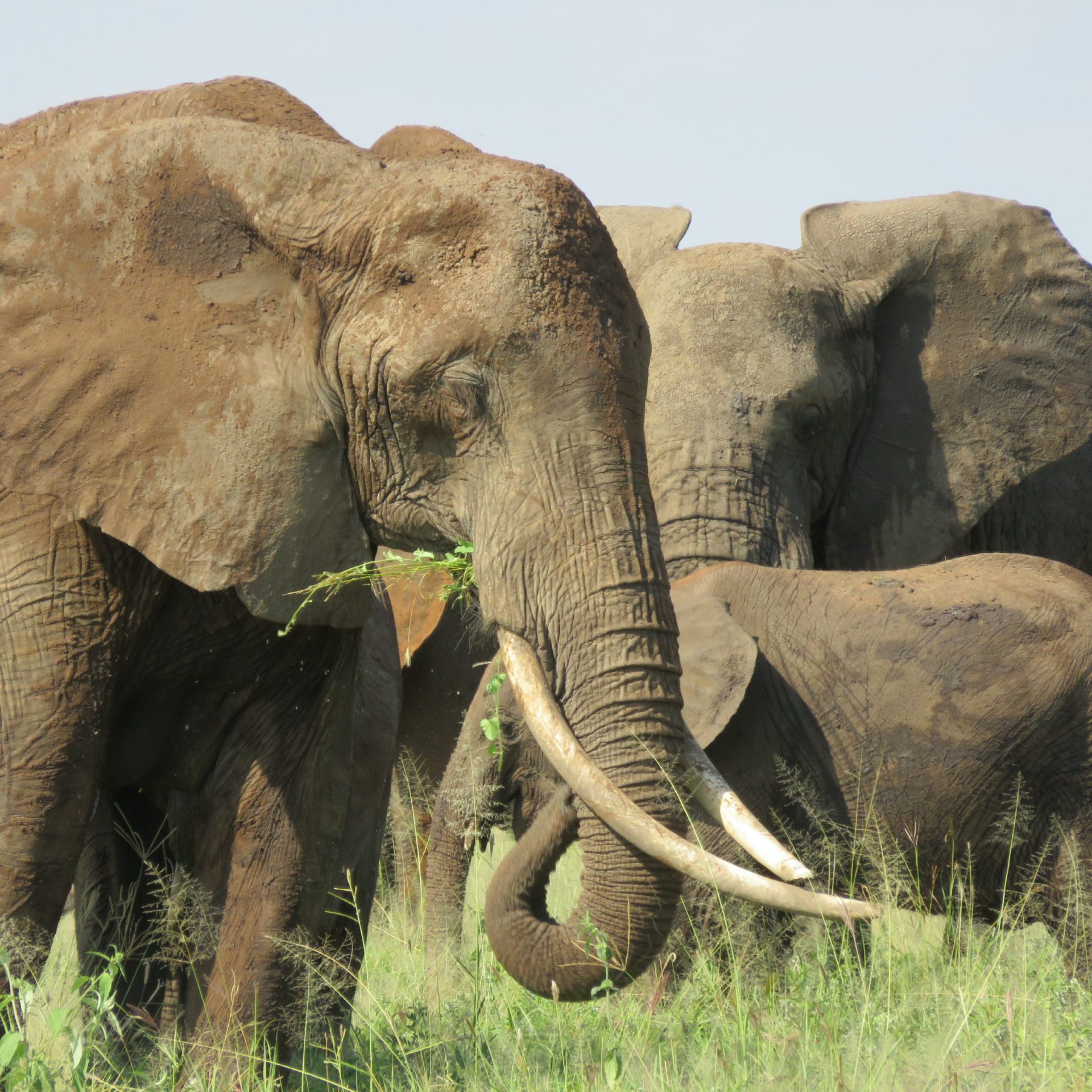 A beautiful shot of a group of elephants on a field