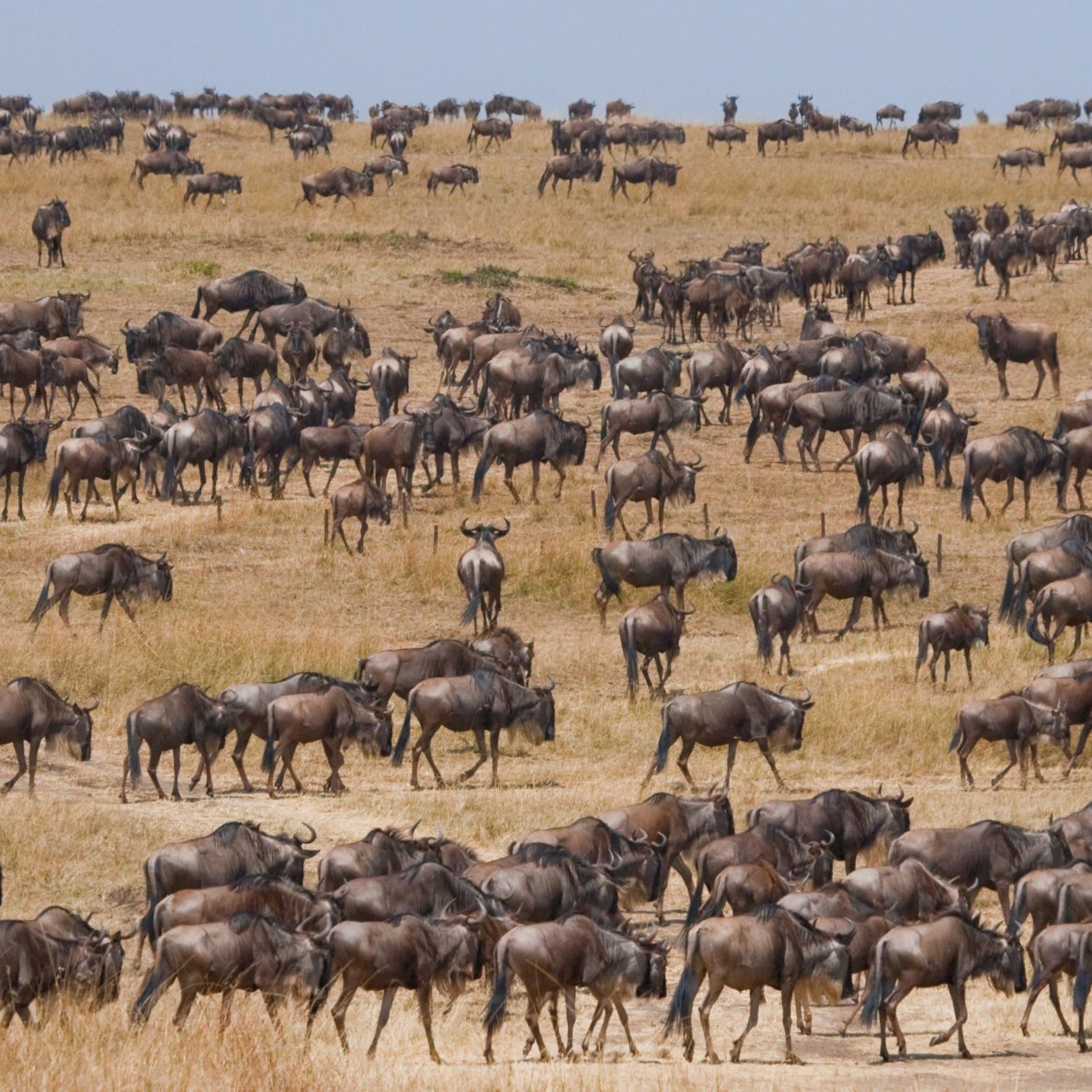 Big herd of wildebeest in the savannah. Great Migration. Kenya.