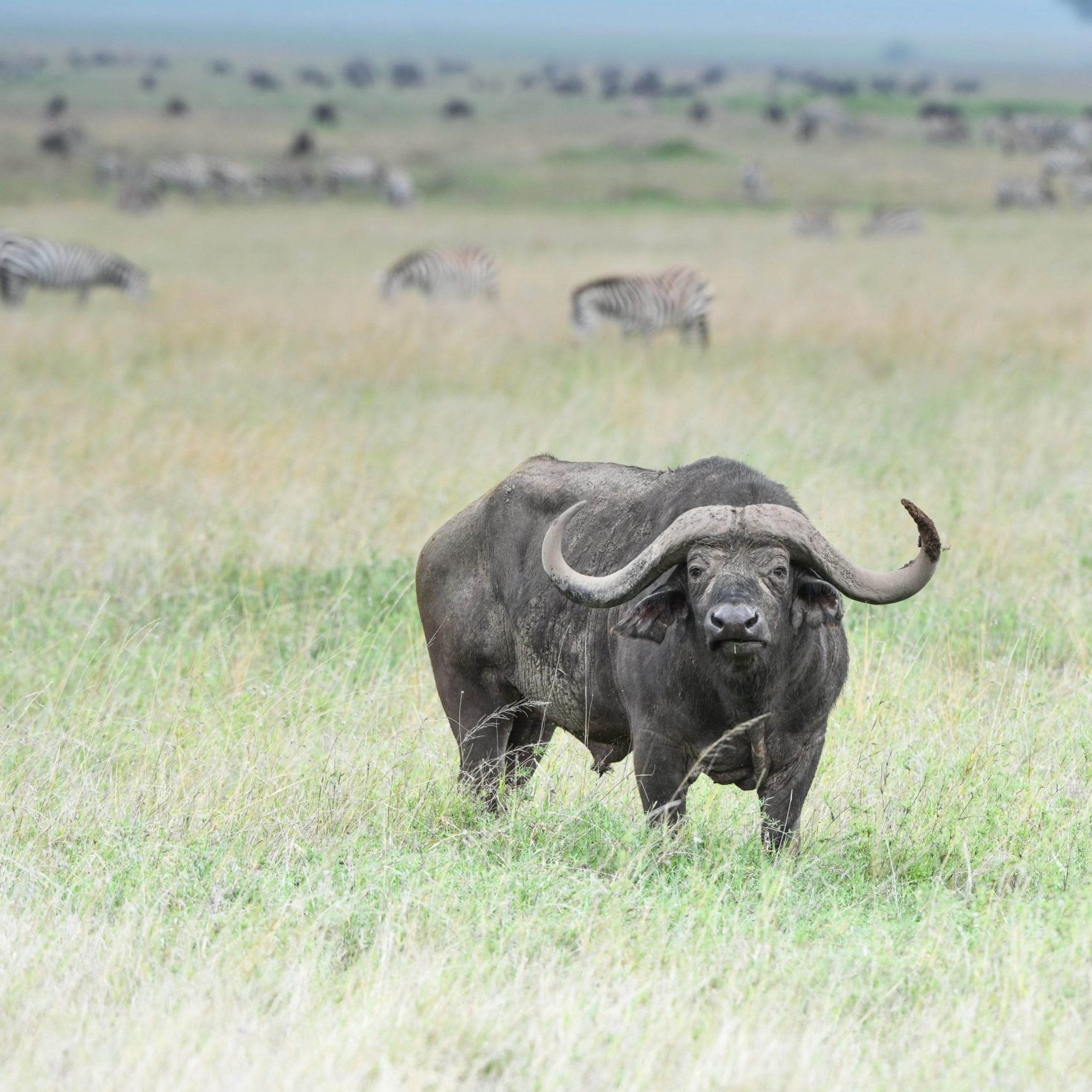 buffalo-standing-grassy-land