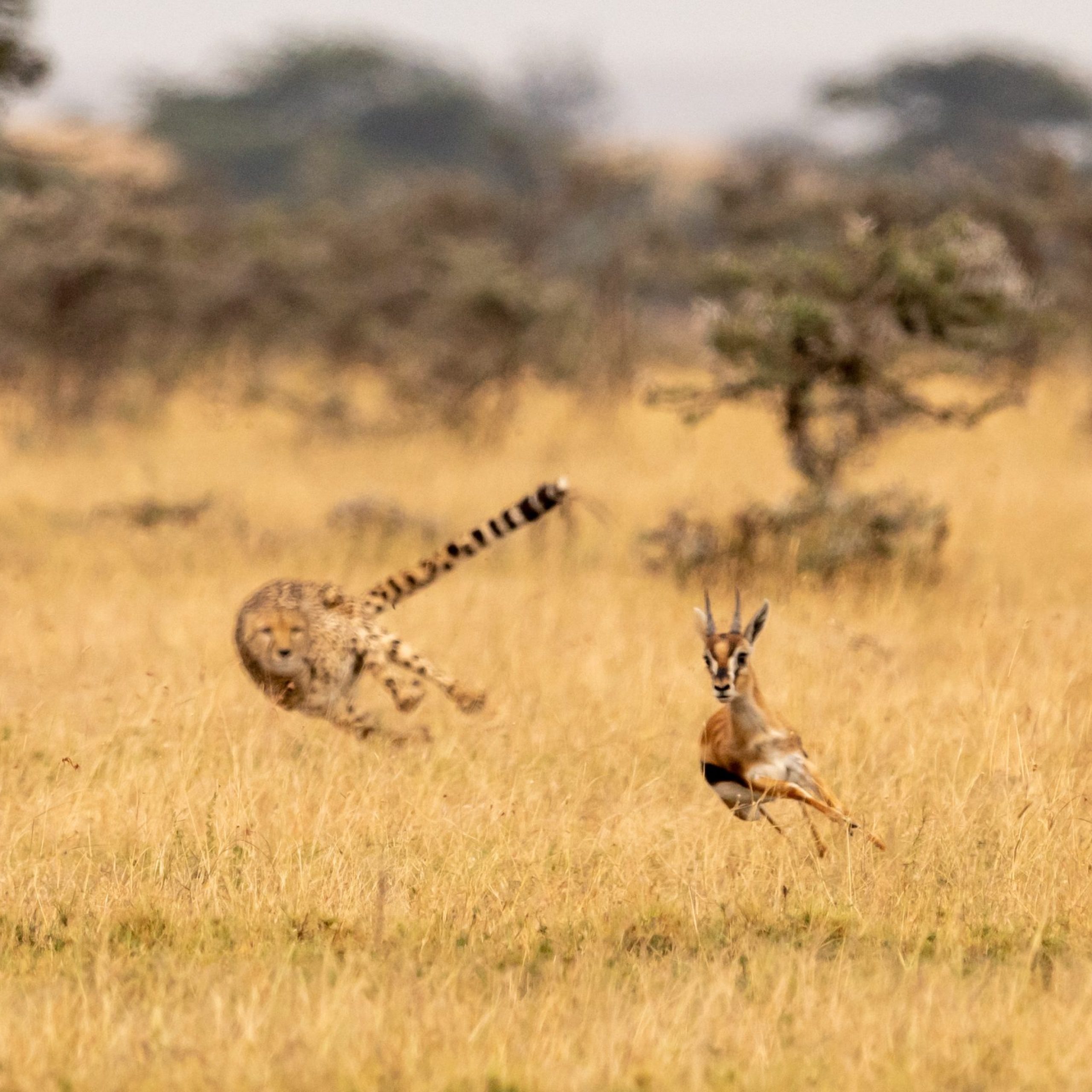 Cheetah chasing Thomson gazelle among whistling thorns
