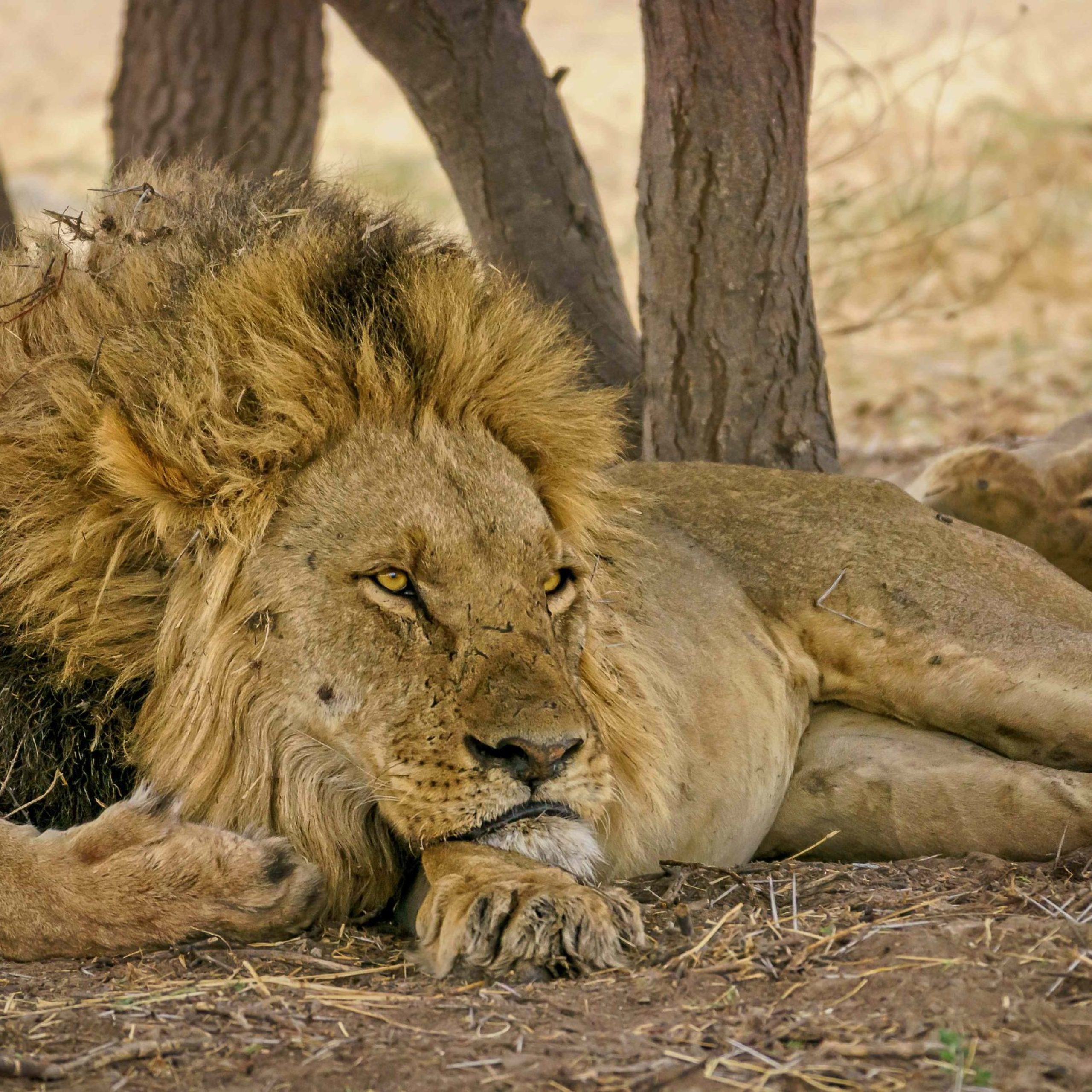 closeup-portrait-strong-noble-lion-lying-straw-scaled.jpg