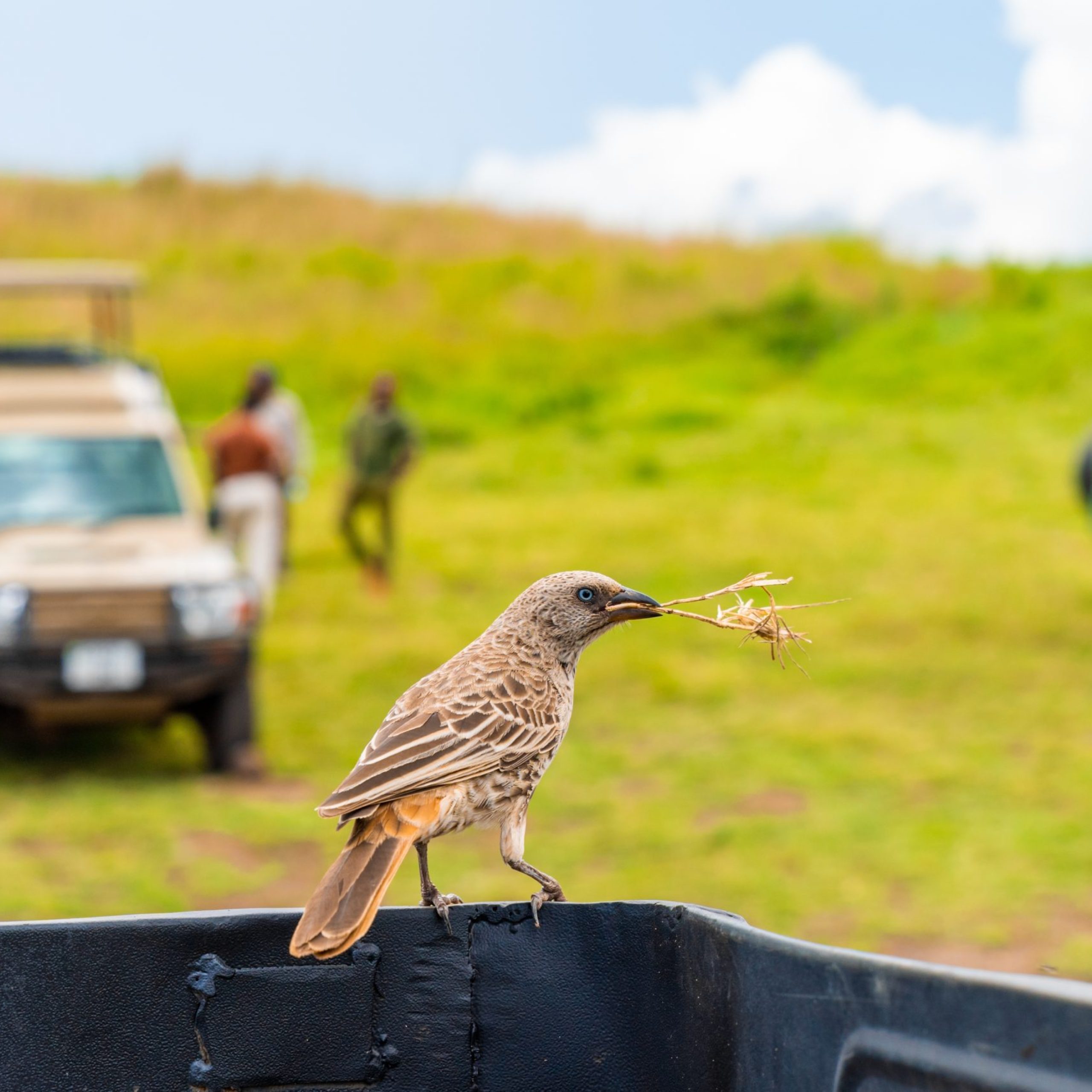 A closeup shot of a beautiful bird sitting on a pick-up
