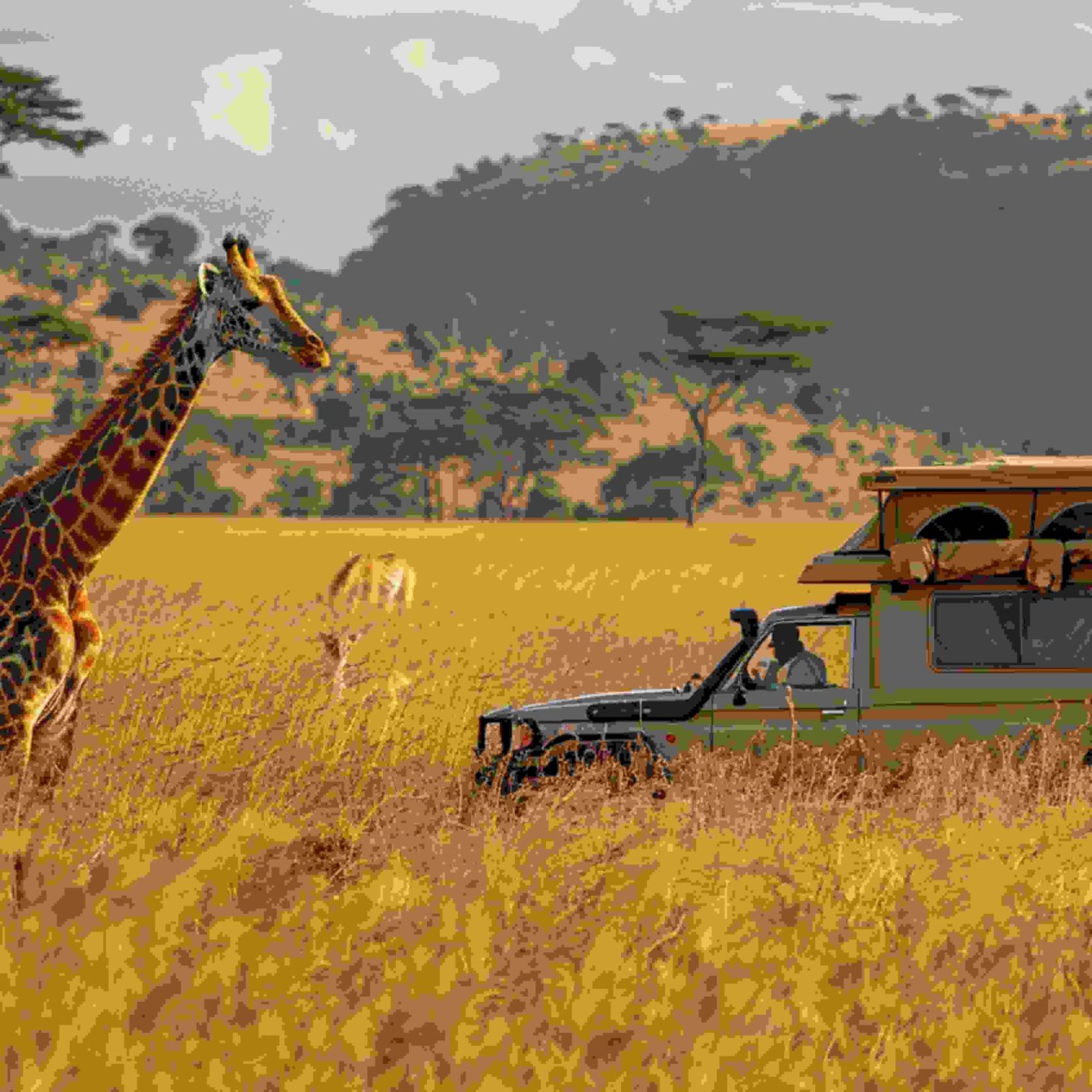 giraffe-is-standing-grass-with-car-background
